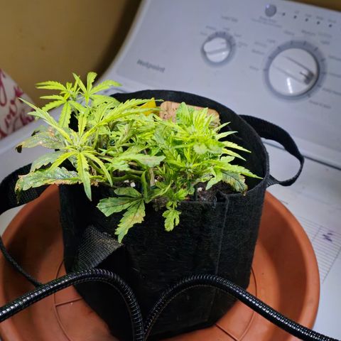 White widow first grow growlog photo: Looks like it's preflowering and I switched to flower nutes. Hopefully I'll get a growth spurt and it'll bud up. But the knowledge and experience from this grow will definitely help on my next!