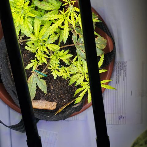 White widow first grow growlog photo: Looks like it's preflowering and I switched to flower nutes. Hopefully I'll get a growth spurt and it'll bud up. But the knowledge and experience from this grow will definitely help on my next!