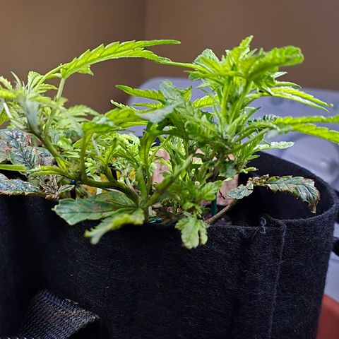 White widow first grow growlog photo: Looks like it's preflowering and I switched to flower nutes. Hopefully I'll get a growth spurt and it'll bud up. But the knowledge and experience from this grow will definitely help on my next!