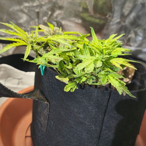 White widow first grow growlog photo: We get her relocated back to the tent after 28 hours of no power to run the setup. I was able to flush her and reload with nutes while she was out of the tent. 