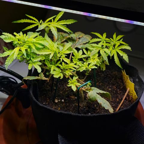 White widow first grow growlog photo: We get her relocated back to the tent after 28 hours of no power to run the setup. I was able to flush her and reload with nutes while she was out of the tent. 