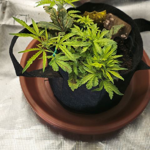 White widow first grow growlog photo: We get her relocated back to the tent after 28 hours of no power to run the setup. I was able to flush her and reload with nutes while she was out of the tent. 