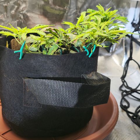 White widow first grow growlog photo: We get her relocated back to the tent after 28 hours of no power to run the setup. I was able to flush her and reload with nutes while she was out of the tent. 