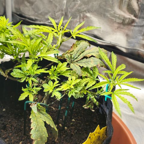 White widow first grow growlog photo: We get her relocated back to the tent after 28 hours of no power to run the setup. I was able to flush her and reload with nutes while she was out of the tent. 