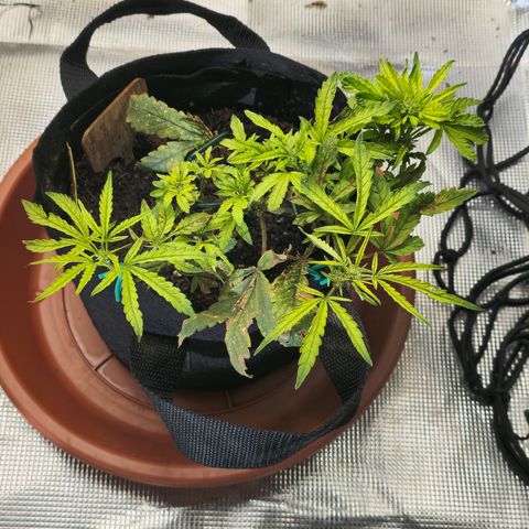 White widow first grow growlog photo: We get her relocated back to the tent after 28 hours of no power to run the setup. I was able to flush her and reload with nutes while she was out of the tent. 