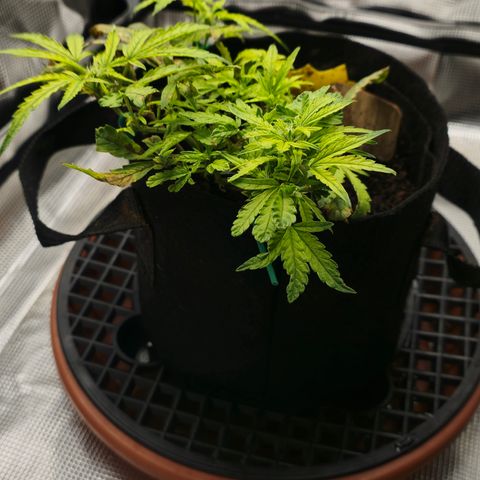 White widow first grow growlog photo: We have officially moved into flower hoping to get some stretch and a small yield. 