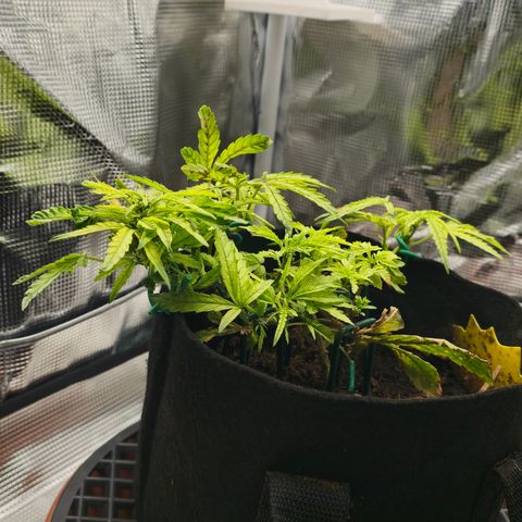 White widow first grow growlog photo: We have officially moved into flower hoping to get some stretch and a small yield. 