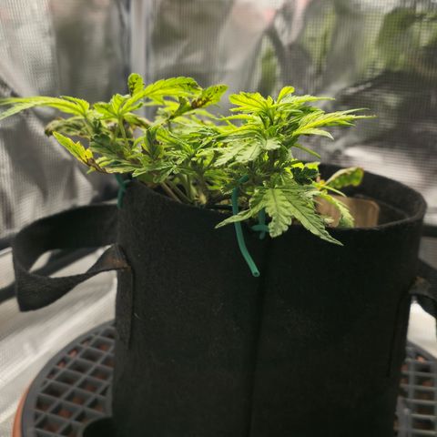 White widow first grow growlog photo: We have officially moved into flower hoping to get some stretch and a small yield. 