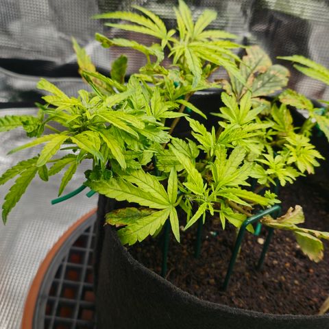 White widow first grow growlog photo: We have officially moved into flower hoping to get some stretch and a small yield. 