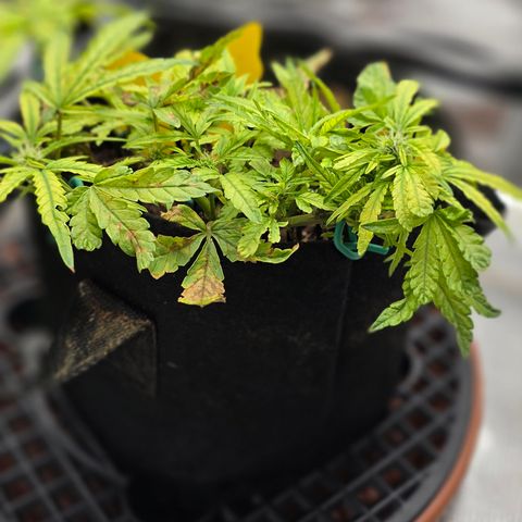 White widow first grow growlog photo: Yup definitely flipped into flower just gonna make due with what I got. Still learning!