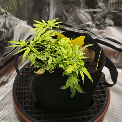 White widow first grow growlog photo: Yup definitely flipped into flower just gonna make due with what I got. Still learning!