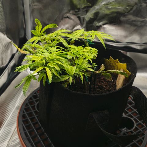 White widow first grow growlog photo: Yup definitely flipped into flower just gonna make due with what I got. Still learning!