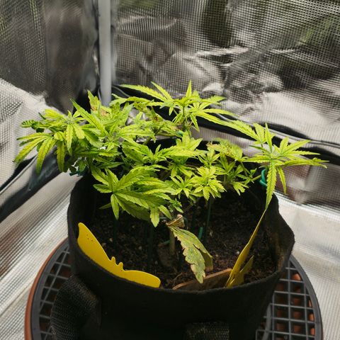 White widow first grow growlog photo: Yup definitely flipped into flower just gonna make due with what I got. Still learning!