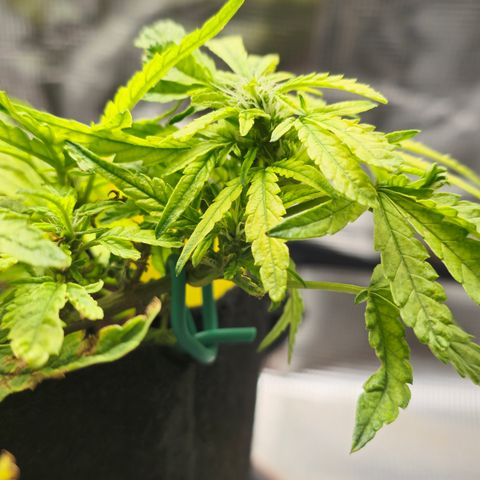 White widow first grow growlog photo: Yup definitely flipped into flower just gonna make due with what I got. Still learning!