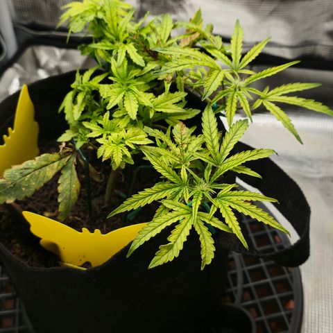 White widow first grow growlog photo: Yup definitely flipped into flower just gonna make due with what I got. Still learning!