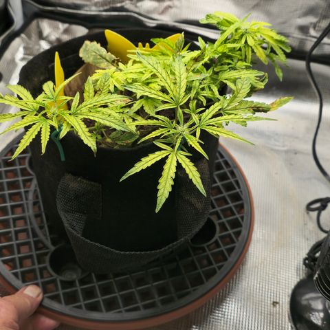 White widow first grow growlog photo: Yup definitely flipped into flower just gonna make due with what I got. Still learning!