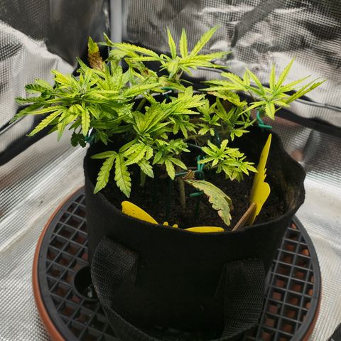 White widow first grow growlog photo: New pics after watering and compost tea
