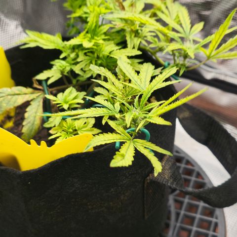 White widow first grow growlog photo: New pics after watering and compost tea