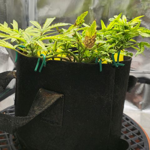 White widow first grow growlog timeline photo