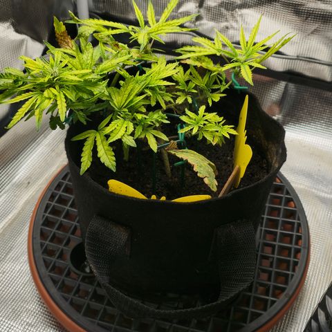 White widow first grow growlog timeline photo
