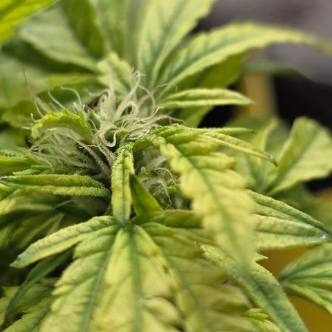 White widow first grow growlog timeline photo