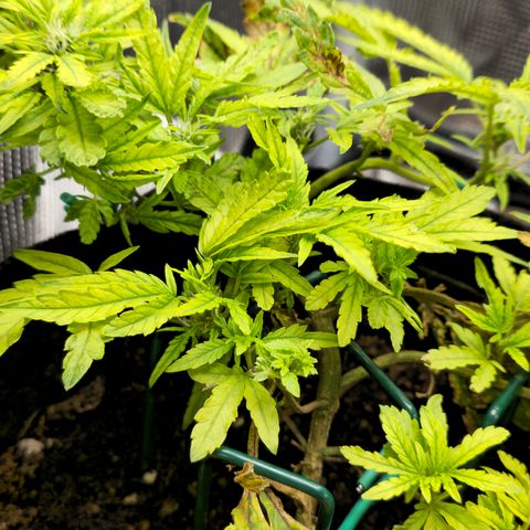 White widow first grow growlog photo: New pics after watering and compost tea