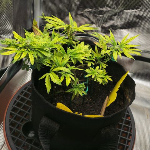 White widow first grow growlog photo: Well we're definitely in flower and growing nice trimmed her up a bit and she looks a lot better. I guess i gotta just wait and see how this girl turns out. I'll be surprised if I get 7 grams outta this girl dried. Lol 
