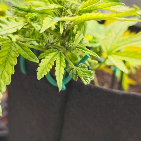 White widow first grow growlog photo: Well we're definitely in flower and growing nice trimmed her up a bit and she looks a lot better. I guess i gotta just wait and see how this girl turns out. I'll be surprised if I get 7 grams outta this girl dried. Lol 