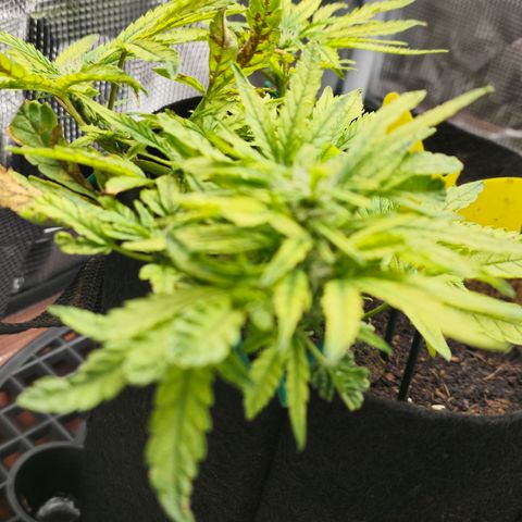 White widow first grow growlog photo: Well we're definitely in flower and growing nice trimmed her up a bit and she looks a lot better. I guess i gotta just wait and see how this girl turns out. I'll be surprised if I get 7 grams outta this girl dried. Lol 
