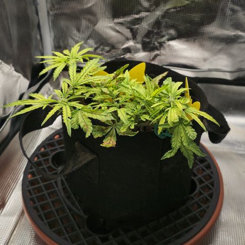 White widow first grow growlog photo: Well we're definitely in flower and growing nice trimmed her up a bit and she looks a lot better. I guess i gotta just wait and see how this girl turns out. I'll be surprised if I get 7 grams outta this girl dried. Lol 