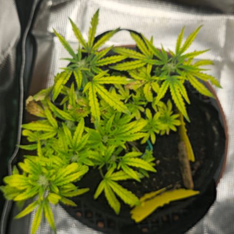 White widow first grow growlog timeline photo