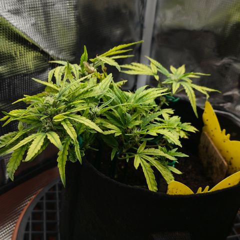 White widow first grow growlog timeline photo