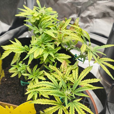 White widow first grow growlog timeline photo