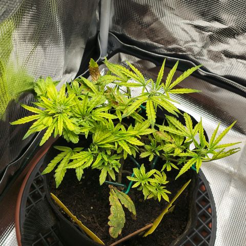 White widow first grow growlog timeline photo