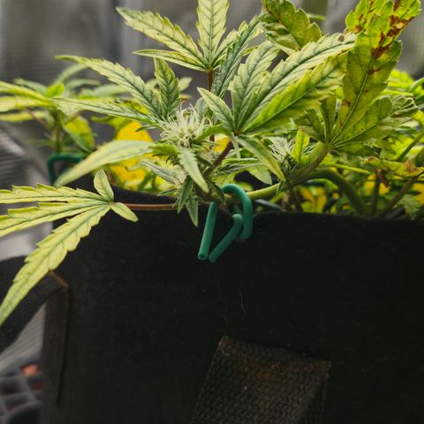 White widow first grow growlog timeline photo