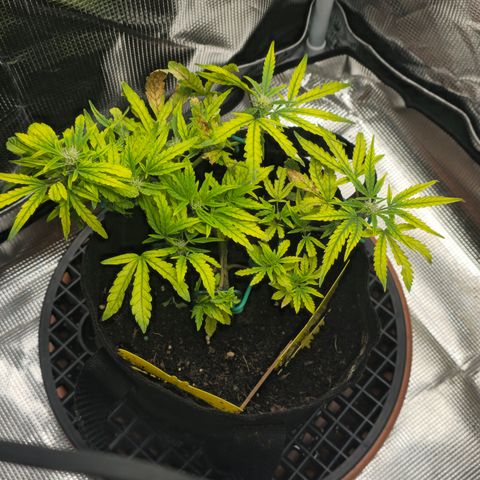 White widow first grow growlog timeline photo