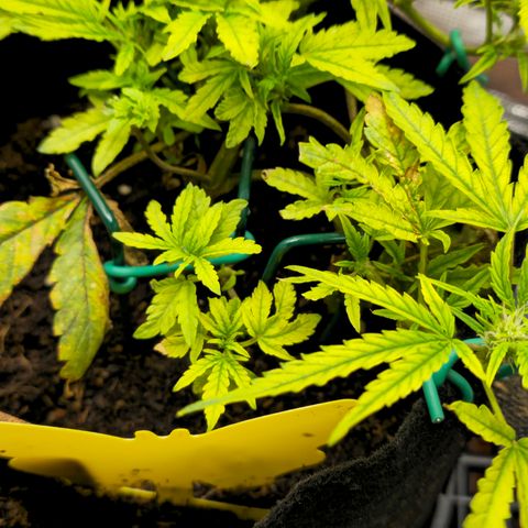 White widow first grow growlog timeline photo