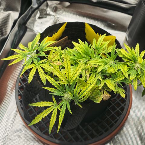 White widow first grow growlog timeline photo