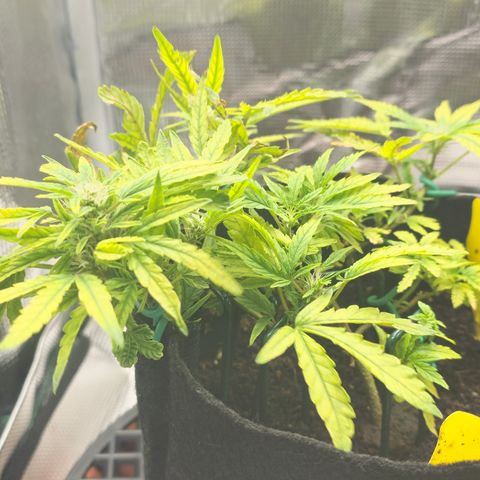 White widow first grow growlog timeline photo