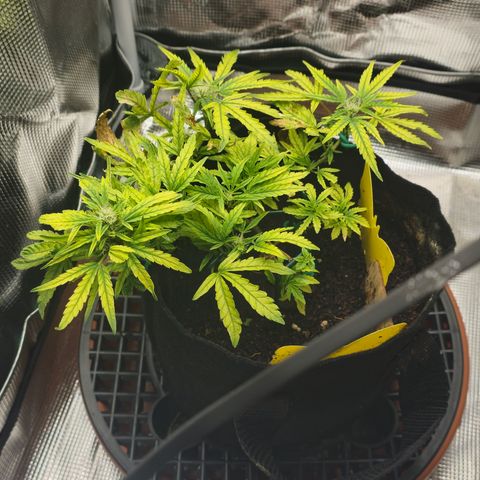 White widow first grow growlog timeline photo