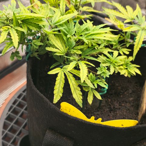 White widow first grow growlog timeline photo