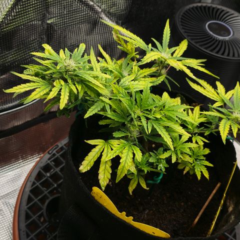 White widow first grow growlog timeline photo