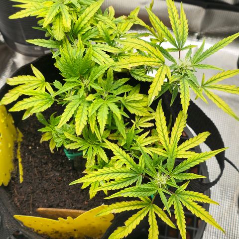 White widow first grow growlog timeline photo