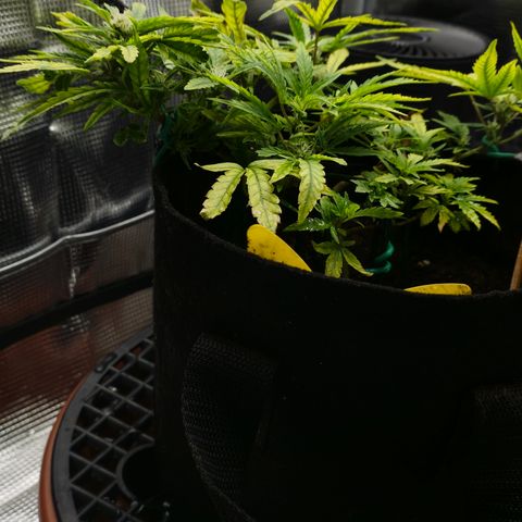 White widow first grow growlog timeline photo