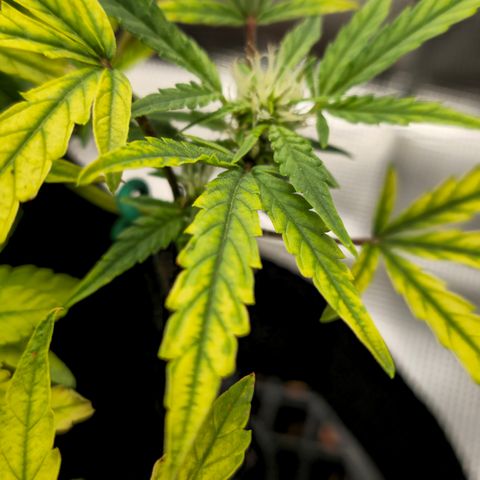 White widow first grow growlog timeline photo