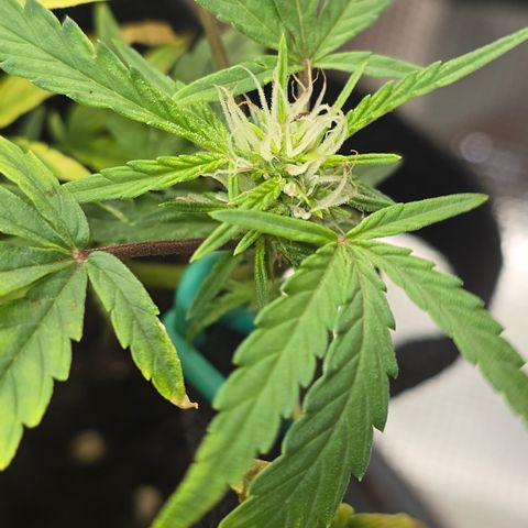 White widow first grow growlog photo: Still going. Glad I didn't pull her and start over when her leaves went spotted and were crisping up. Now at least I think I'll harvest at least an eighth or quarter of dry weight. Making a tea tomorrow for Sunday, hopefully it'll take some of that yellowing and stop it. I'm struggling to keep humidity down below 60% I got a small dehumidifier and I'm getting moisture absorbers tomorrow. I may also upgrade my inline exhaust fan to a 170-200 cfm model to help with the humidity and air exchange. 
