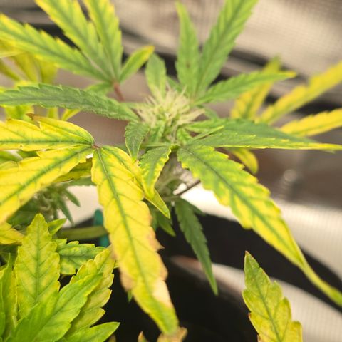 White widow first grow growlog photo: Still going. Glad I didn't pull her and start over when her leaves went spotted and were crisping up. Now at least I think I'll harvest at least an eighth or quarter of dry weight. Making a tea tomorrow for Sunday, hopefully it'll take some of that yellowing and stop it. I'm struggling to keep humidity down below 60% I got a small dehumidifier and I'm getting moisture absorbers tomorrow. I may also upgrade my inline exhaust fan to a 170-200 cfm model to help with the humidity and air exchange. 