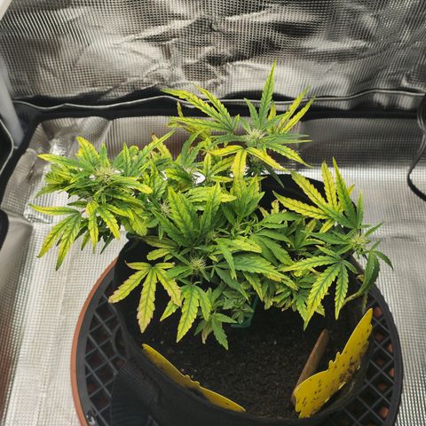 White widow first grow growlog photo: Still going. Glad I didn't pull her and start over when her leaves went spotted and were crisping up. Now at least I think I'll harvest at least an eighth or quarter of dry weight. Making a tea tomorrow for Sunday, hopefully it'll take some of that yellowing and stop it. I'm struggling to keep humidity down below 60% I got a small dehumidifier and I'm getting moisture absorbers tomorrow. I may also upgrade my inline exhaust fan to a 170-200 cfm model to help with the humidity and air exchange. 