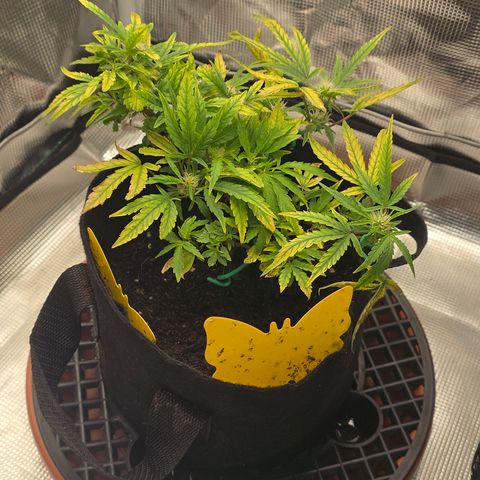 White widow first grow growlog photo: Still going. Glad I didn't pull her and start over when her leaves went spotted and were crisping up. Now at least I think I'll harvest at least an eighth or quarter of dry weight. Making a tea tomorrow for Sunday, hopefully it'll take some of that yellowing and stop it. I'm struggling to keep humidity down below 60% I got a small dehumidifier and I'm getting moisture absorbers tomorrow. I may also upgrade my inline exhaust fan to a 170-200 cfm model to help with the humidity and air exchange. 