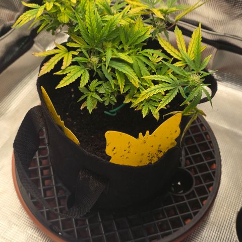 White widow first grow growlog photo: Still going. Glad I didn't pull her and start over when her leaves went spotted and were crisping up. Now at least I think I'll harvest at least an eighth or quarter of dry weight. Making a tea tomorrow for Sunday, hopefully it'll take some of that yellowing and stop it. I'm struggling to keep humidity down below 60% I got a small dehumidifier and I'm getting moisture absorbers tomorrow. I may also upgrade my inline exhaust fan to a 170-200 cfm model to help with the humidity and air exchange. 